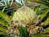 (82) Complesso Monastico - Giardino dei Novizi.jpg